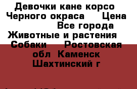 Девочки кане корсо. Черного окраса.  › Цена ­ 65 000 - Все города Животные и растения » Собаки   . Ростовская обл.,Каменск-Шахтинский г.